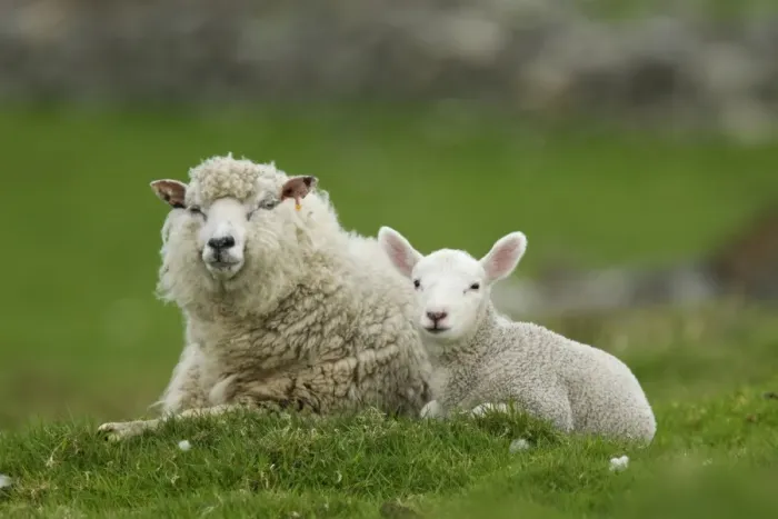 Framed Print : Domestic Sheep, ewe with lamb, resting in pasture, Shetland Islands, Scotland, May Framed Print : Domestic Sheep, ewe with lamb, resting in pasture, Shetland Islands, Scotland, May