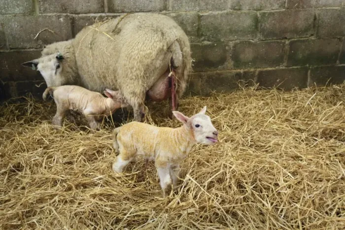 Framed Print : Domestic Sheep, ewe with newborn twin lambs, standing in indoor pen of lambing shed, Sussex, England, March Framed Print : Domestic Sheep, ewe with newborn twin lambs, standing in indoor pen of lambing shed, Sussex, England, March