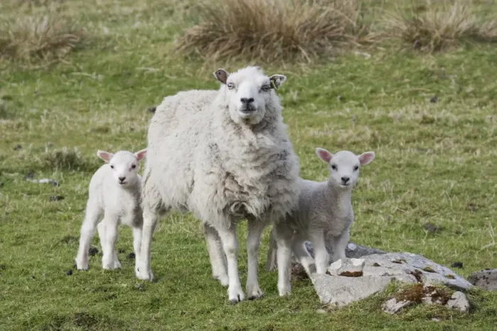 Framed Print : Domestic Sheep, ewe with twin lambs, standing in pasture, Shetland Islands, Scotland, May Framed Print : Domestic Sheep, ewe with twin lambs, standing in pasture, Shetland Islands, Scotland, May