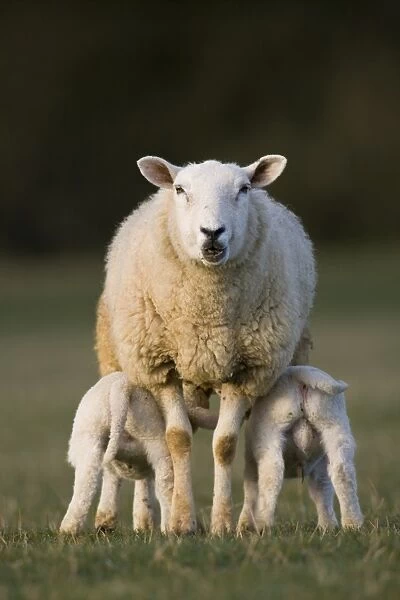 Domestic Sheep, ewe with twin lambs suckling, standing in pasture, Oxfordshire, England