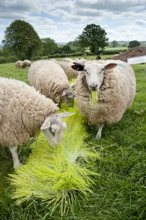 Framed Print : Domestic Sheep, ewes, flock feeding on Barley (Hordeum vulgare) hydroponic growing system crop of sprouted seedlings Framed Print : Domestic Sheep, ewes, flock feeding on Barley (Hordeum vulgare) hydroponic growing system crop of sprouted seedlings