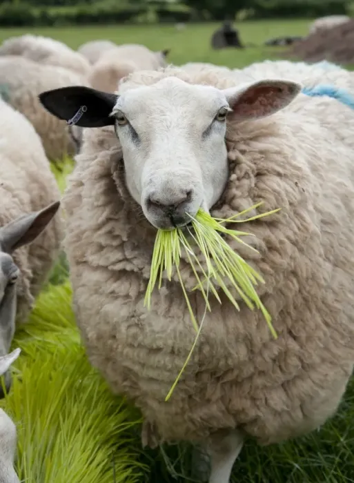 Framed Print : Domestic Sheep, ewes, flock feeding on Barley (Hordeum vulgare) hydroponic growing system crop of sprouted seedlings Framed Print : Domestic Sheep, ewes, flock feeding on Barley (Hordeum vulgare) hydroponic growing system crop of sprouted seedlings