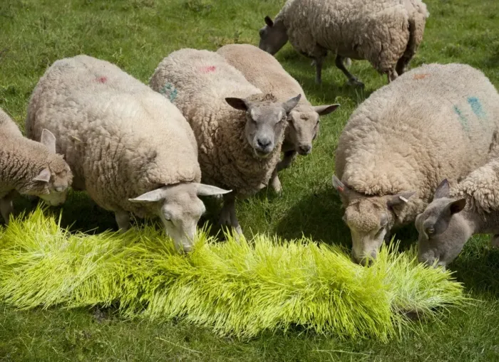 Framed Print : Domestic Sheep, ewes, flock feeding on Barley (Hordeum vulgare) hydroponic growing system crop of sprouted seedlings