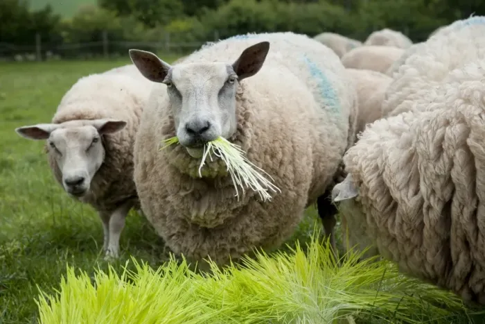 Framed Print : Domestic Sheep, ewes, flock feeding on Barley (Hordeum vulgare) hydroponic growing system crop of sprouted seedlings Framed Print : Domestic Sheep, ewes, flock feeding on Barley (Hordeum vulgare) hydroponic growing system crop of sprouted seedlings