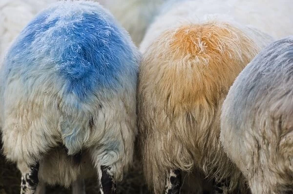 Domestic Sheep, ewes, close-up of rumps with colour mark from raddle, to indicate they have mated with ram, Cumbria