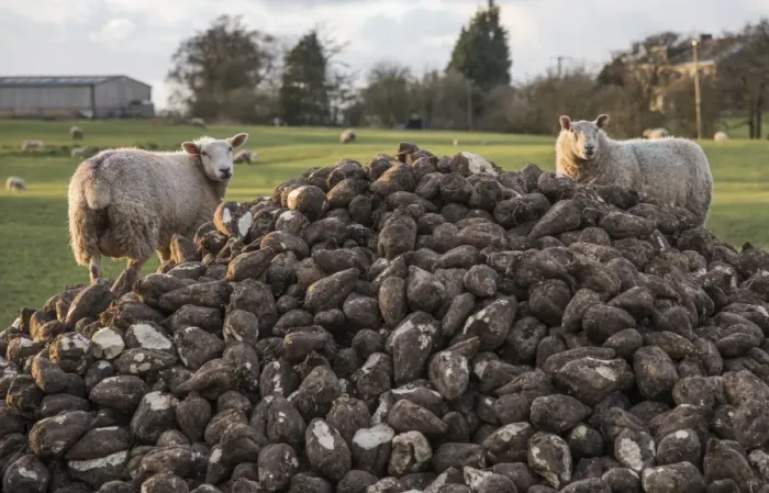 Framed Print : Domestic Sheep, two ewes, feeding on heap of roots, Longridge, Lancashire, England, February Framed Print : Domestic Sheep, two ewes, feeding on heap of roots, Longridge, Lancashire, England, February