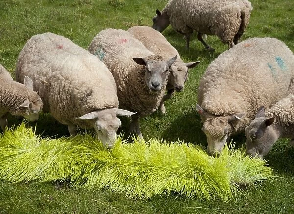 Domestic Sheep, ewes, flock feeding on Barley (Hordeum vulgare) hydroponic growing system crop of sprouted seedlings at