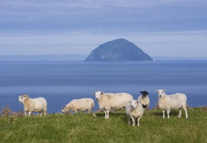 Framed Print : Domestic Sheep, ewes, flock grazing on coastal pasture, with volcanic plug island in background, Ailsa Craig Framed Print : Domestic Sheep, ewes, flock grazing on coastal pasture, with volcanic plug island in background, Ailsa Craig