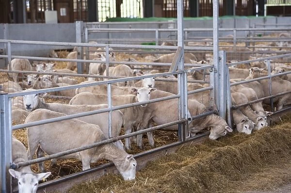Domestic Sheep, ewes, flock inside building ready for lambing, Staffordshire, February