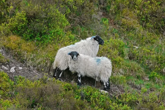 Framed Print : Domestic Sheep, two ewes, with horns marked for flock identification, standing on slope, Exmoor N. P. Somerset, England, may Framed Print : Domestic Sheep, two ewes, with horns marked for flock identification, standing on slope, Exmoor N. P. Somerset, England, may