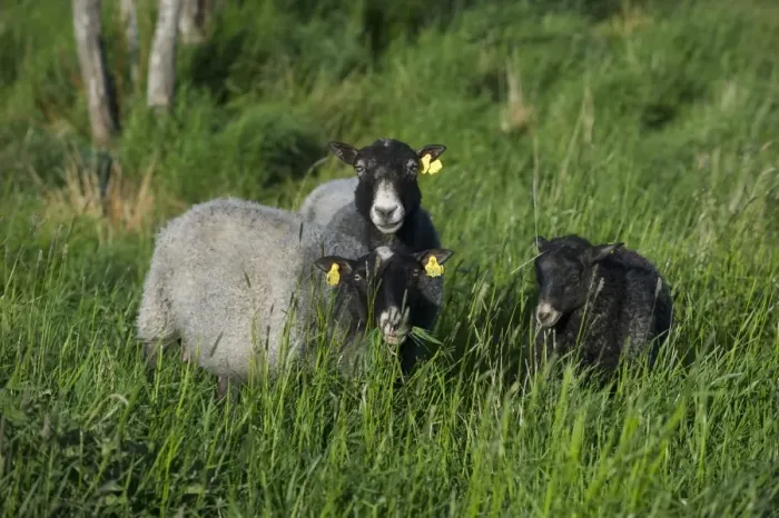 Framed Print : Domestic Sheep, two ewes with lamb, with ear tags, grazing in long grass, Sweden, may Framed Print : Domestic Sheep, two ewes with lamb, with ear tags, grazing in long grass, Sweden, may
