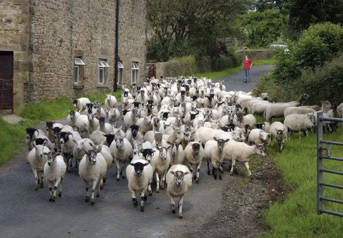 Framed Print : Domestic Sheep, ewes and lambs, flock being moved down public road, Bleasdale, Preston, Lancashire, England Framed Print : Domestic Sheep, ewes and lambs, flock being moved down public road, Bleasdale, Preston, Lancashire, England