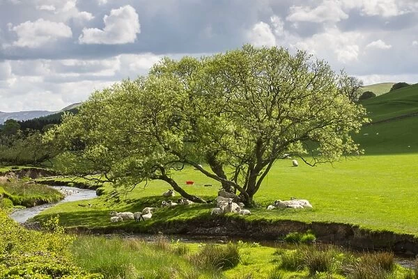 Domestic Sheep, ewes and lambs, flock resting in shade of tree in pasture beside river, West Linton, Tweeddale
