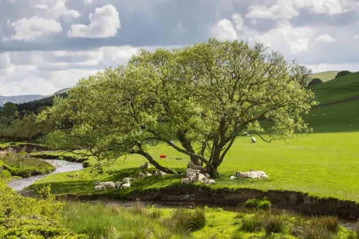 Framed Print : Domestic Sheep, ewes and lambs, flock resting in shade of tree in pasture beside river, West Linton, Tweeddale Framed Print : Domestic Sheep, ewes and lambs, flock resting in shade of tree in pasture beside river, West Linton, Tweeddale