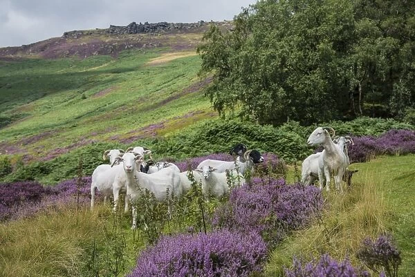 Domestic Sheep, ewes with lambs, flock standing amongst heather on moorland, Grindsbrook Clough, Edale