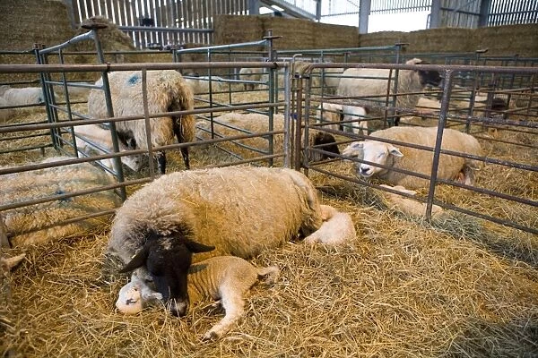 Domestic Sheep, ewes with newborn lambs, resting on straw bedding in lambing shed, England, january