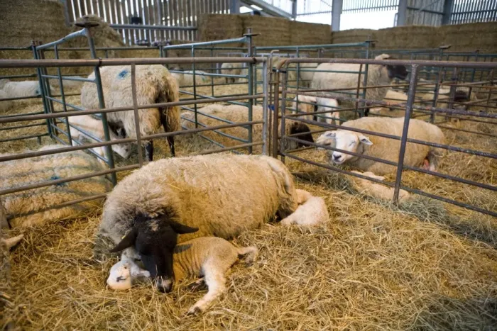 Framed Print : Domestic Sheep, ewes with newborn lambs, resting on straw bedding in lambing shed, England, january