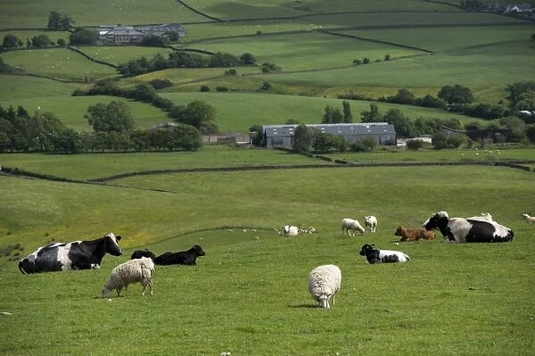 Domestic Sheep, flock, and Domestic Cattle, beef herd, grazing together in upland pasture, Lancashire, England, June