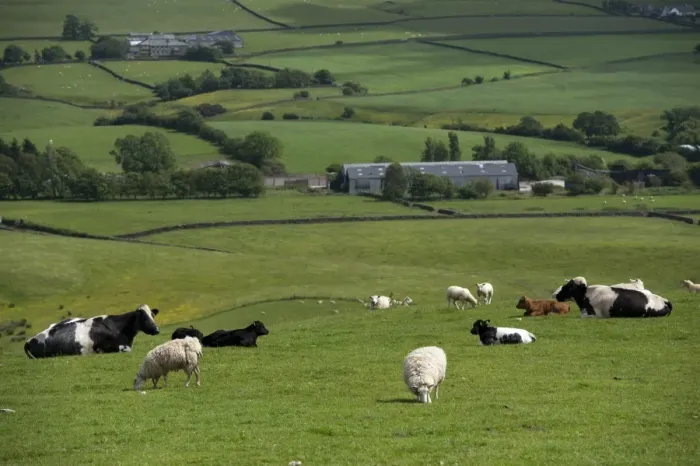 Framed Print : Domestic Sheep, flock, and Domestic Cattle, beef herd, grazing together in upland pasture, Lancashire, England, June Framed Print : Domestic Sheep, flock, and Domestic Cattle, beef herd, grazing together in upland pasture, Lancashire, England, June