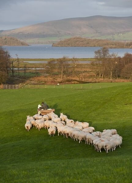 Domestic Sheep, flock, being fed by farmer on quad bike, on pasture near freshwater loch, Loch Lomond, Scotland, september