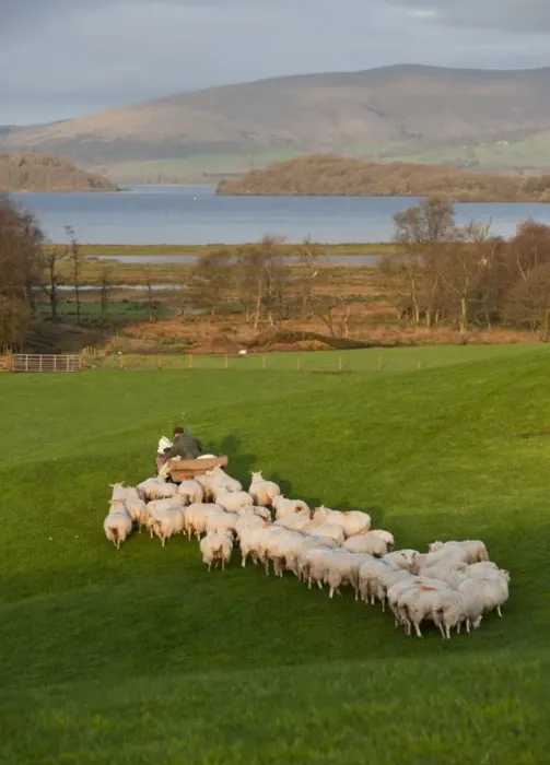 Framed Print : Domestic Sheep, flock, being fed by farmer on quad bike, on pasture near freshwater loch, Loch Lomond, Scotland, september Framed Print : Domestic Sheep, flock, being fed by farmer on quad bike, on pasture near freshwater loch, Loch Lomond, Scotland, september