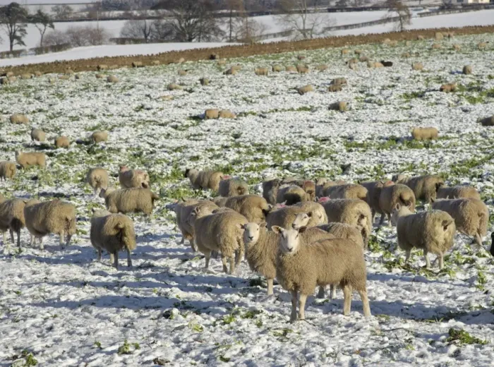 Framed Print : Domestic Sheep, flock, feeding on fodder roots in snow covered field, Plumpton, Penrith, Cumbria, England, november Framed Print : Domestic Sheep, flock, feeding on fodder roots in snow covered field, Plumpton, Penrith, Cumbria, England, november