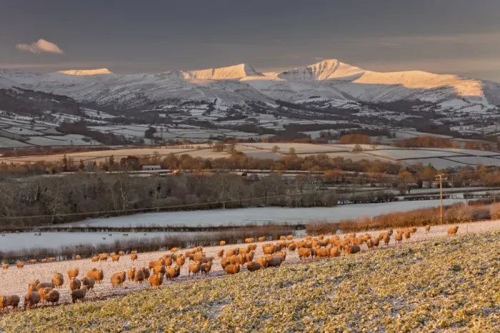 Framed Print : Domestic Sheep, flock, folded on root crop in snow at sunrise, near Llangorse (Talyllyn), Penyfan, Brecon Beacons N. P Framed Print : Domestic Sheep, flock, folded on root crop in snow at sunrise, near Llangorse (Talyllyn), Penyfan, Brecon Beacons N. P