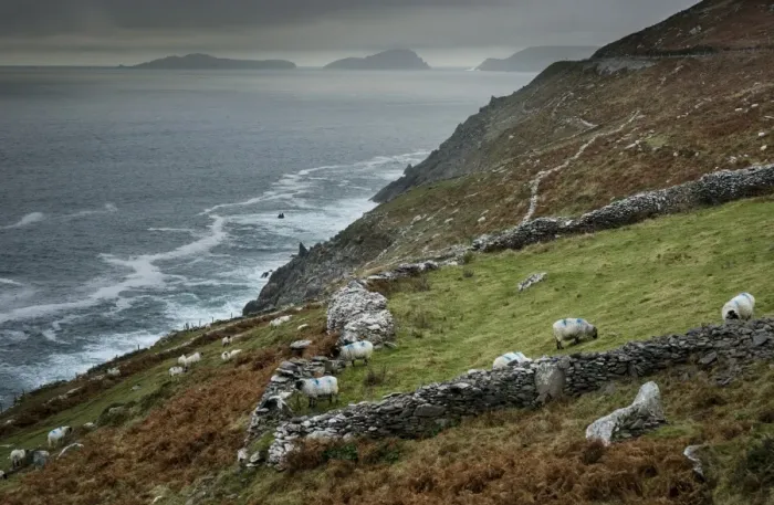 Framed Print : Domestic Sheep, flock grazing beside drystone wall on coastal pasture, Dingle Peninsula, County Kerry, Munster Framed Print : Domestic Sheep, flock grazing beside drystone wall on coastal pasture, Dingle Peninsula, County Kerry, Munster