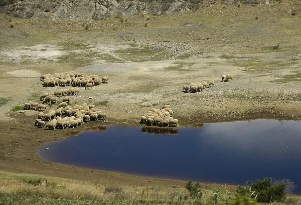 Domestic Sheep, flock, grazing at edge of drying waterhole, Swellendam, Western Cape, South Africa