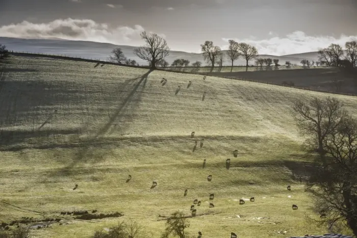 Framed Print : Domestic Sheep, flock, grazing in frost covered pasture at dawn, Brough, Cumbria, England, December Framed Print : Domestic Sheep, flock, grazing in frost covered pasture at dawn, Brough, Cumbria, England, December