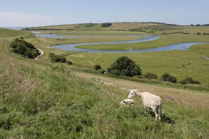 Framed Print : Domestic Sheep, flock, grazing on hillside overlooking meandering river in coastal floodplain, River Cuckmere Framed Print : Domestic Sheep, flock, grazing on hillside overlooking meandering river in coastal floodplain, River Cuckmere