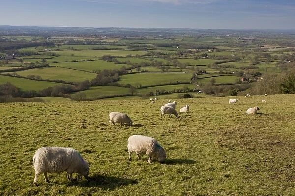 Domestic Sheep, flock grazing in pasture, looking west over Blackmore Vale from Ibberton Hill, Dorset, England, march