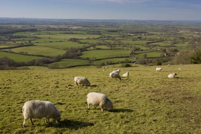 Framed Print : Domestic Sheep, flock grazing in pasture, looking west over Blackmore Vale from Ibberton Hill, Dorset, England, march Framed Print : Domestic Sheep, flock grazing in pasture, looking west over Blackmore Vale from Ibberton Hill, Dorset, England, march