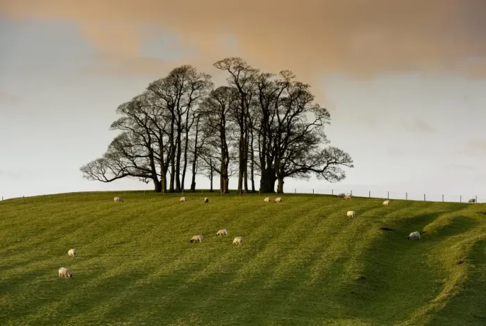 Framed Print : Domestic Sheep, flock grazing in pasture beside bare trees in evening sunlight, Wigglesworth, North Yorkshire, England, november Framed Print : Domestic Sheep, flock grazing in pasture beside bare trees in evening sunlight, Wigglesworth, North Yorkshire, England, november