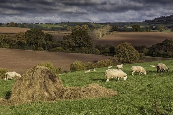 Domestic Sheep, flock, grazing in pasture with hay bale, Trelleck Grange, near Tintern, Monmouthshire, South Wales
