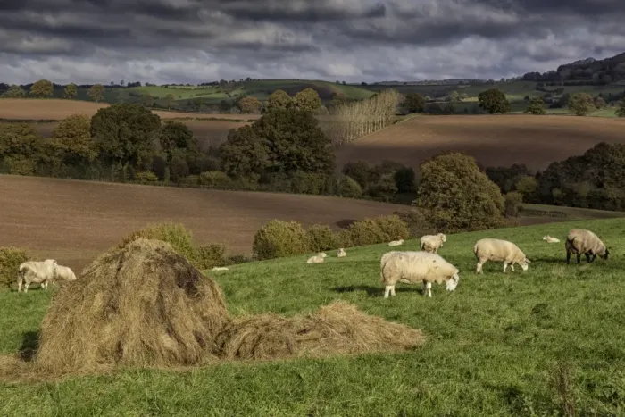 Framed Print : Domestic Sheep, flock, grazing in pasture with hay bale, Trelleck Grange, near Tintern, Monmouthshire, South Wales