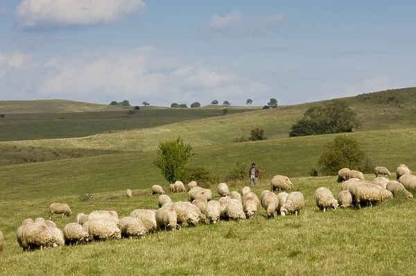 Domestic Sheep, flock, grazing in pasture with shepherd, near Saxon village of Viscri, Transylvania, Romania, october