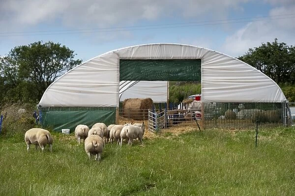 Domestic Sheep, flock heading into polytunnel shed to keep out of heat, Aberdeenshire, Scotland, August