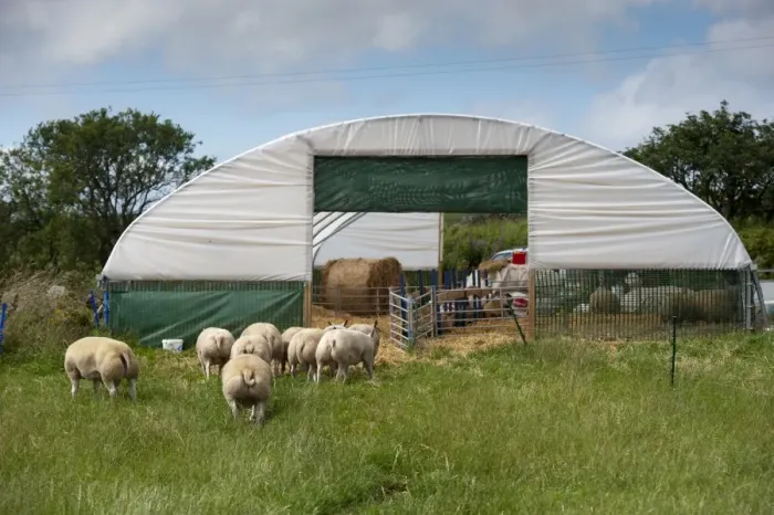 Framed Print : Domestic Sheep, flock heading into polytunnel shed to keep out of heat, Aberdeenshire, Scotland, August