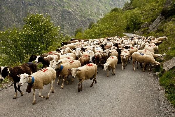 Domestic Sheep, flock being herded along road to high pastures, above Heas Valley, French Pyrenees, France, June