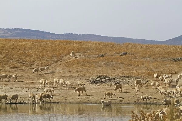 Domestic Sheep, flock with livestock guardian sheepdog, coming to drink at pool in steppe habitat, Extremadura, Spain, august