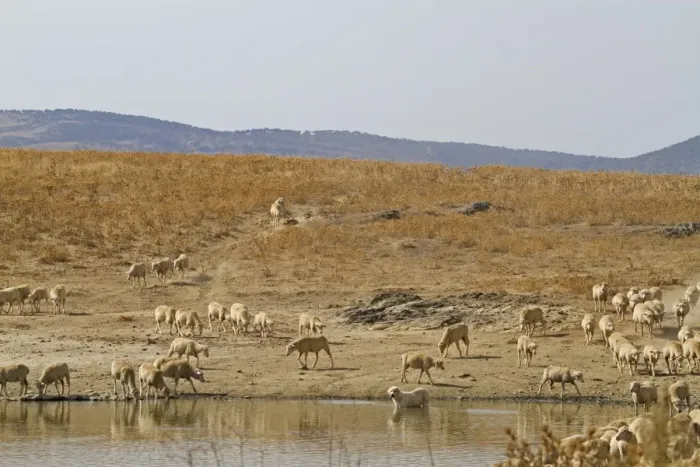 Framed Print : Domestic Sheep, flock with livestock guardian sheepdog, coming to drink at pool in steppe habitat, Extremadura, Spain, august Framed Print : Domestic Sheep, flock with livestock guardian sheepdog, coming to drink at pool in steppe habitat, Extremadura, Spain, august