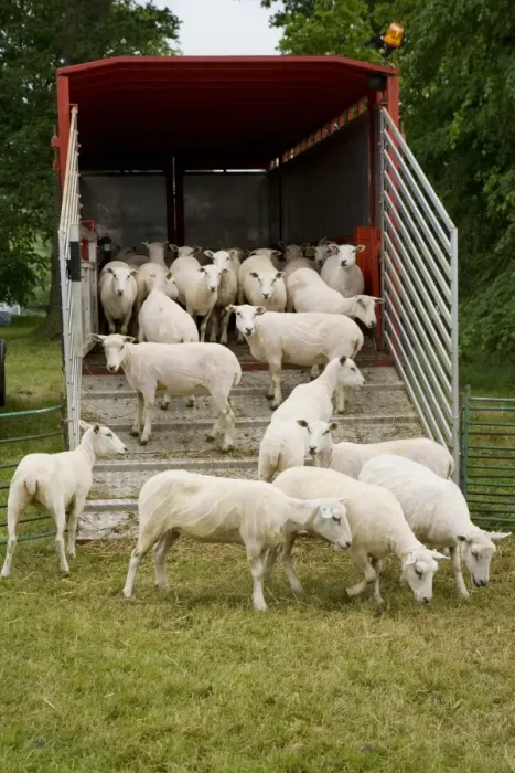 Framed Print : Domestic Sheep, flock, beside lorry trailer after shearing, England, June