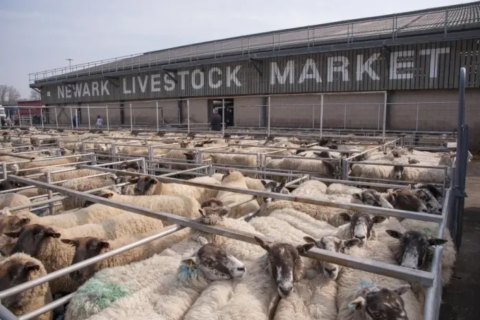 Framed Print : Domestic Sheep, flock in pens at livestock market, Newark Livestock Market, Newark, Nottinghamshire, England, March Framed Print : Domestic Sheep, flock in pens at livestock market, Newark Livestock Market, Newark, Nottinghamshire, England, March