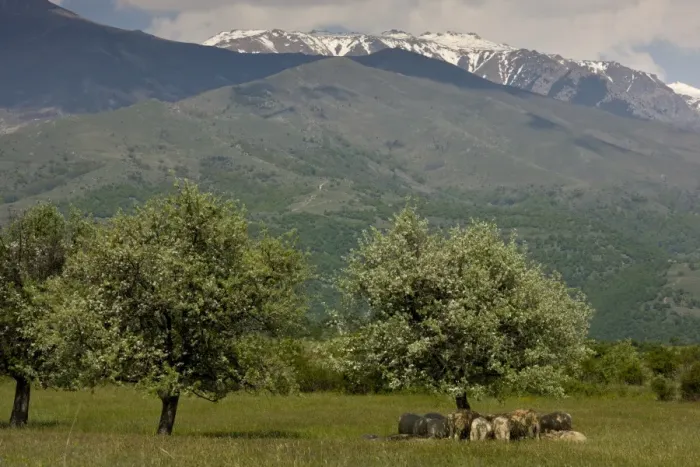 Framed Print : Domestic Sheep, flock, resting in shade under wild pear trees, Rila Mountains, Bulgaria, may Framed Print : Domestic Sheep, flock, resting in shade under wild pear trees, Rila Mountains, Bulgaria, may