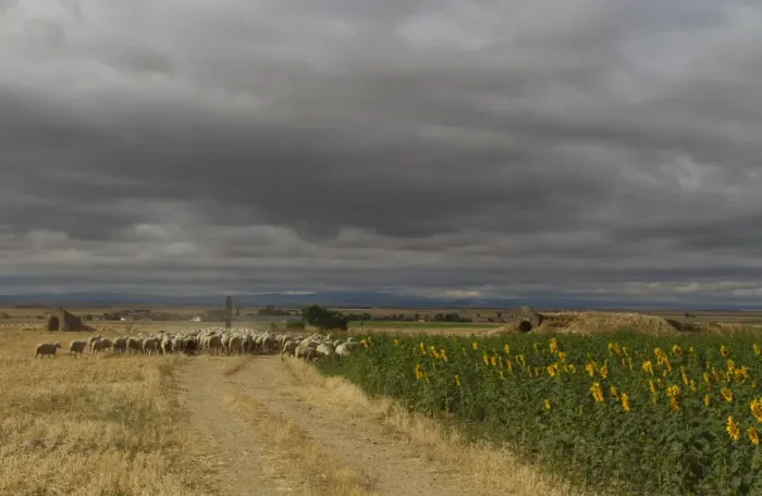 Framed Print : Domestic Sheep, flock with shepherd, walking along track beside sunflowers under stromclouds, Northern Spain, july Framed Print : Domestic Sheep, flock with shepherd, walking along track beside sunflowers under stromclouds, Northern Spain, july