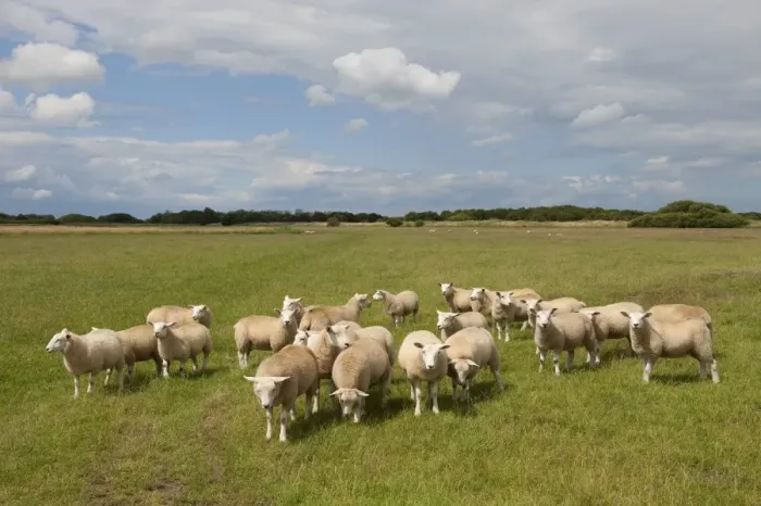 Framed Print : Domestic Sheep, flock standing in coastal pasture, Waxham, Norfolk, England, july Framed Print : Domestic Sheep, flock standing in coastal pasture, Waxham, Norfolk, England, july