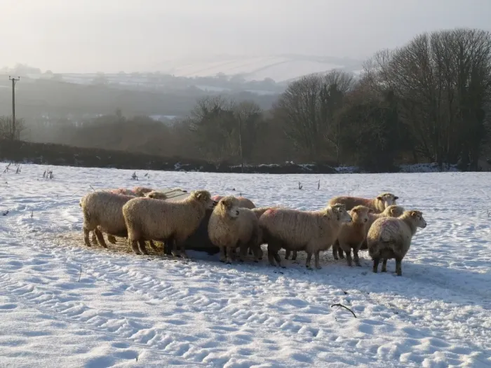 Framed Print : Domestic Sheep, flock standing beside feeder in snow covered pasture, Devon, England, winter Framed Print : Domestic Sheep, flock standing beside feeder in snow covered pasture, Devon, England, winter