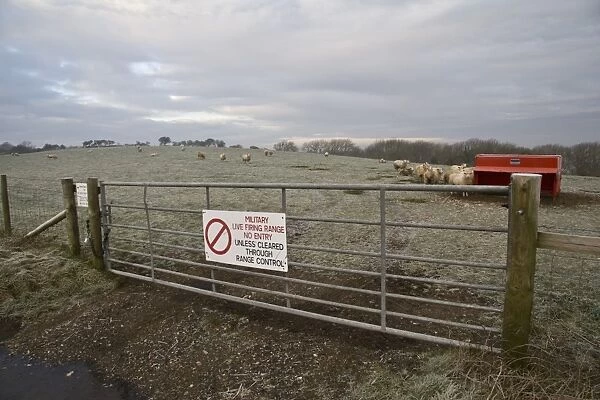 Domestic Sheep, flock, standing in frost covered pasture with feeder, gate with Military Live Firing Range, No Entry sign in foreground, Lulworth, Dorset, England, january