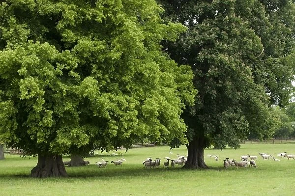 Domestic Sheep, flock, standing in mature parkland with trees, Newmarket, Suffolk, England, June